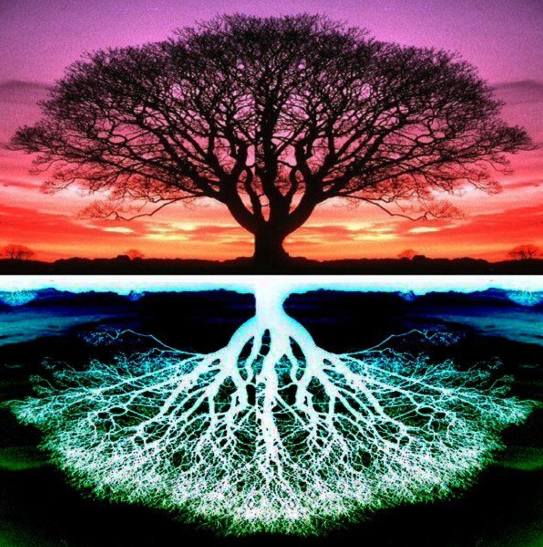 Malování podle čísel Strom M014