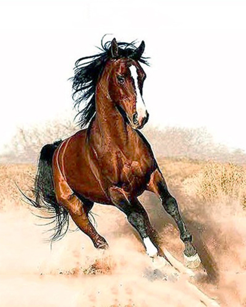 Gaira® Malování podle čísel Cválající kůň M1182