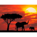 Malování podle čísel Afrika M2303