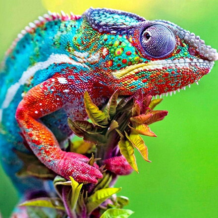 Diamantové malování Chameleon D2327